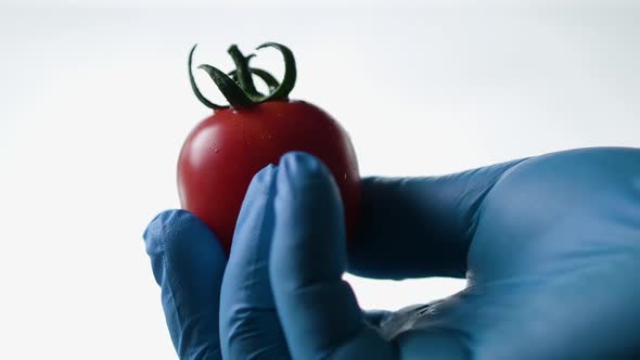 Close Up of the Red Mature Tomato Being Held in Hand on White Background. Medical Glove, Concept of