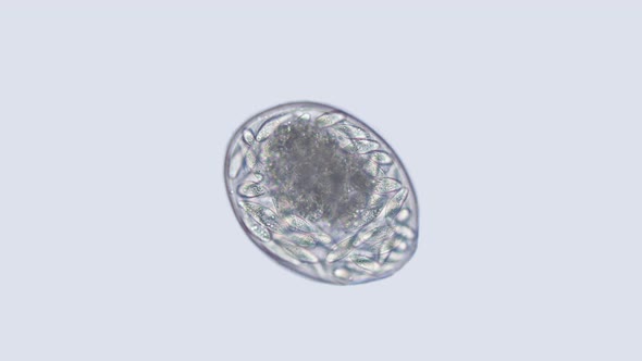 Egg Mollusca Nudibranchia under a microscope, possibly Superfamily Fionoidea