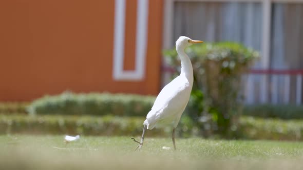 White Cattle Egret Wild Bird Also Known As Bubulcus Ibis Walking on Green Lawn at Hotel Yard in