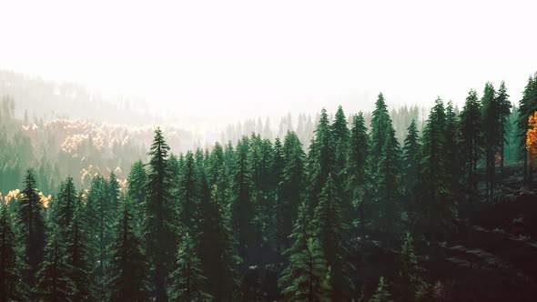 Sunlight in Spruce Forest in the Fog on the Background of Mountains at Sunset alt