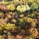 Autumn Forest, Russia, Aerial View - VideoHive Item for Sale