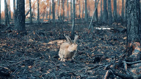 Wild Rabbit is Sniffing Around in the Burntout Woods