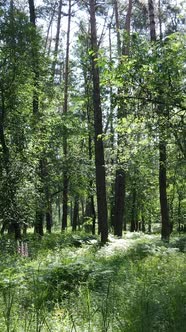 Vertical Video of a Summer Green Forest with Trees During the Day Slow Motion