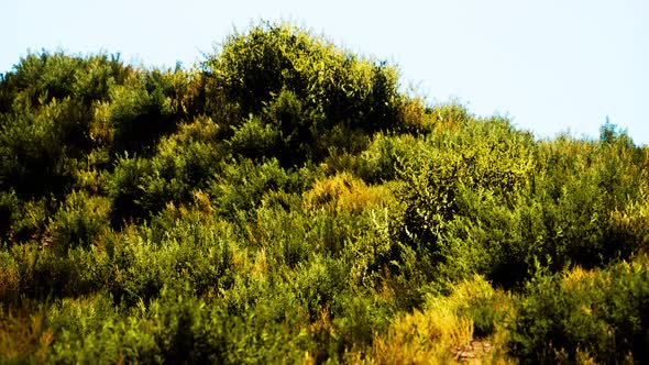 Beach Dunes with Long Grass alt