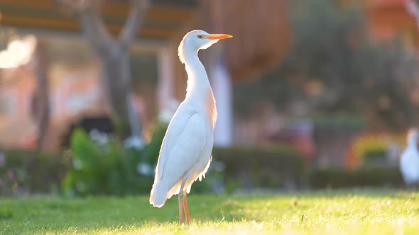 White Cattle Egret Wild Bird Also Known As Bubulcus Ibis Walking on Green Lawn in Summer