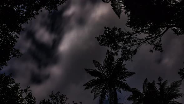 Night sky in rainforest