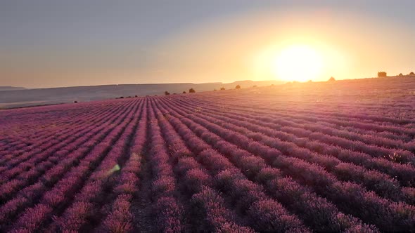 Flight Over Big Hill of Lavender Meadow at Sunset