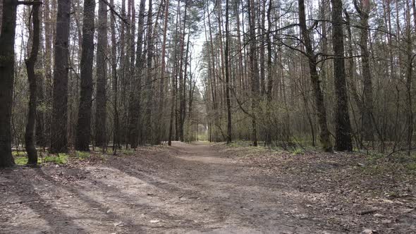 Road in the Forest During the Day Slow Motion