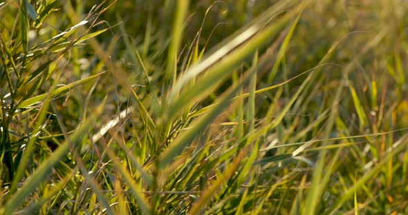 Lush Green Grass Swaying In Ocean Breeze From Praia do Norte In Nazare, Portugal. - close up