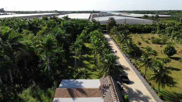 Aerial perspective of palm threes in Florida