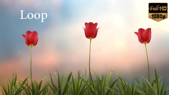 Tulip flower Loop HD