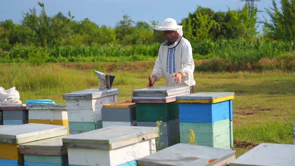 Beekeeper is working with bees