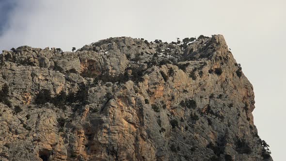 Sparse Trees Rocky Mountain Summit