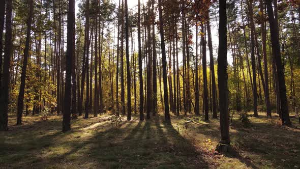 Forest with Trees in an Autumn Day