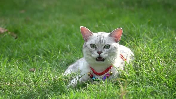 Silver Cute Cat On Green Grass Slow Motion