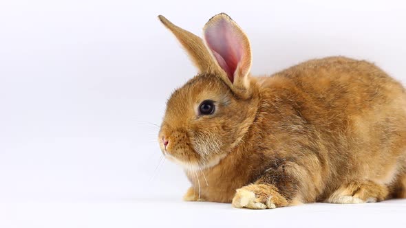 Brown Little Fluffy Bunny Sits and Wiggles Ears and Nose on a Solid Gray Background