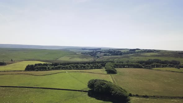 Aerial, flying over grassy plots of land with livestock in Dartmoor