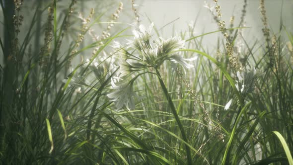 Grass Flower Field with Soft Sunlight for Background.