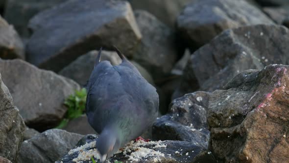Pigeon Eating at Rock Near the River