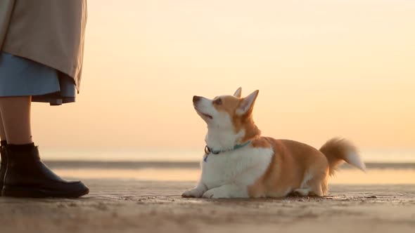 Woman and Dog Enjoying Lifestyle on Sea Beach During Outdoor Holidays Spbi