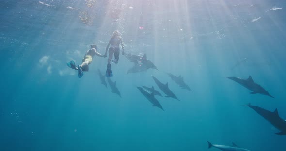 Adventurous couple swimming with dolphins