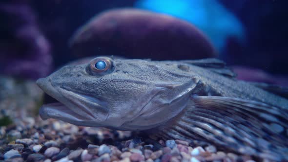 Fish Scorpaena Guttata Is a Species of Fish in the Scorpionfish Family