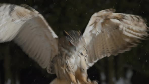Eagle Owl Flapping Wings and Flying Landing on Branch Pole Winter Snowfall