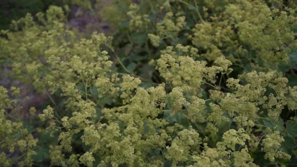 Slow motion shot of Ladies Mantle at a herb farm.