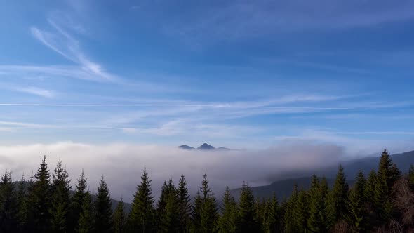 The Fog Spills Over the Spruce Forest