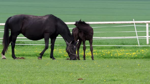 Black kladrubian horse, mare with foal