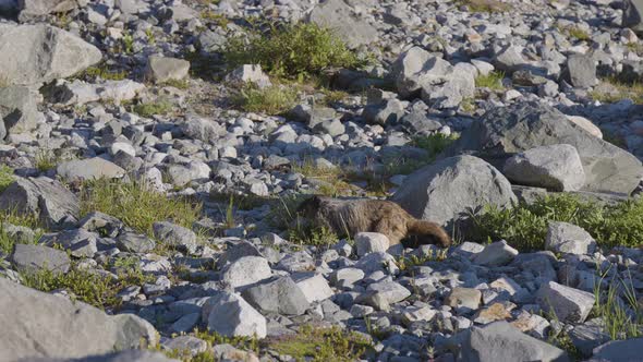 Marmot Running in Rocky Canadian Mountain Landscape