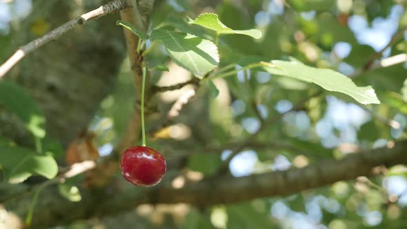Cherry fruit  tree with juicy red piece close-up 4K 2160p 30fps UltraHD footage - Prunus cerasus org