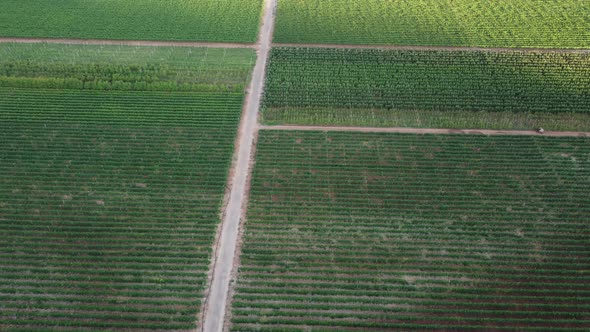 Vineyards - 4K