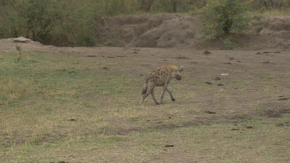 Spotted hyena walking in Masai Mara