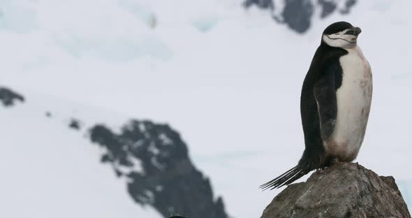 Chinstrap penguin