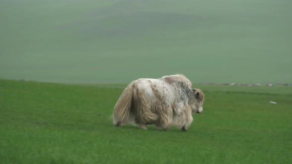 White Long-Haired Male Yak Ox in Asian Meadow