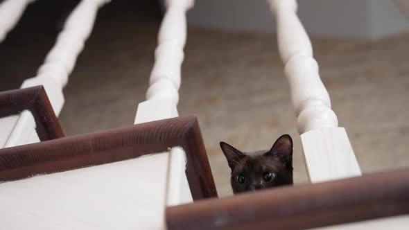 Domestic cat sitting on high stairs at home