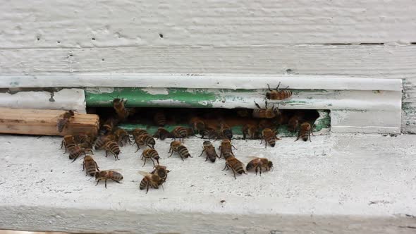 Bees in the hive