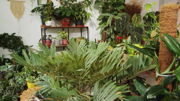 Flower Shop Storefronts Interior Plant Store Botanical Garden