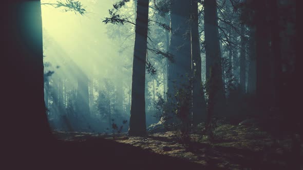 Black Tree Trunk in a Dark Pine Tree Forest