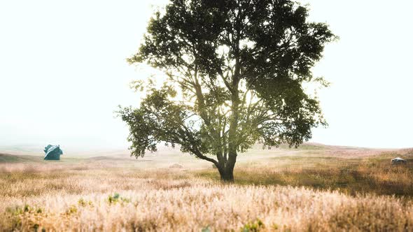 Iconic Oak Tree Casts a Long Shadow Into a Golden Hill