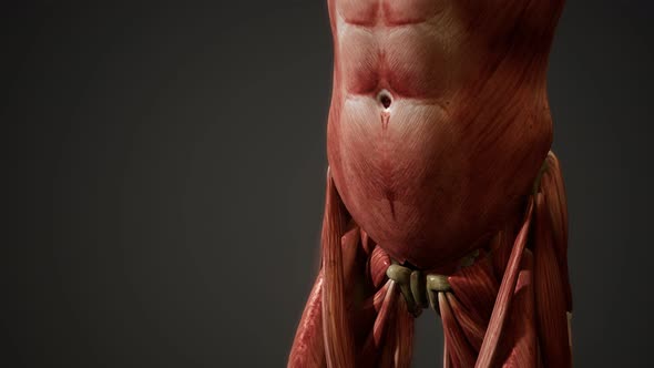 Muscular System of Human Body Animation