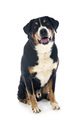 adult Appenzeller Sennenhund - PhotoDune Item for Sale
