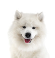 samoyed dog in studio - PhotoDune Item for Sale