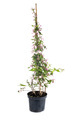 Linnaea amabilis in studio - PhotoDune Item for Sale