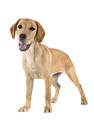 puppy labrado retriever - PhotoDune Item for Sale