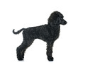 puppy standard poodle in studio - PhotoDune Item for Sale