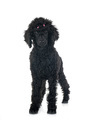 standard poodle in studio - PhotoDune Item for Sale
