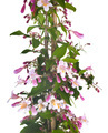 Linnaea amabilis in studio - PhotoDune Item for Sale
