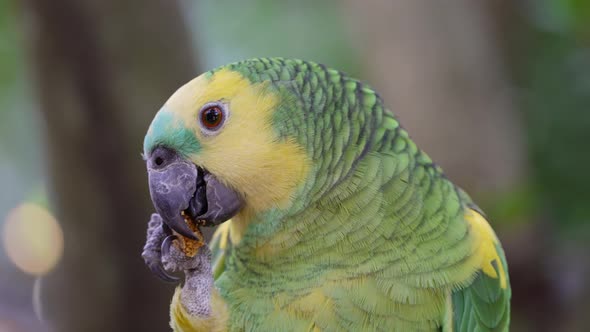 Turquoise fronted amazon, amazona aestiva; claw grabbing on bird feed, hold toward its beak and eat